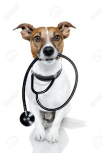 terapia com cães beneficia tratamentos