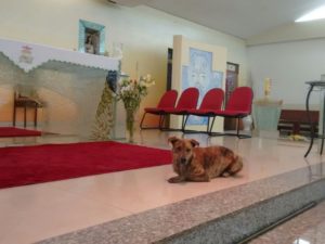 Cachorro faz sucesso brincando com frei em missa