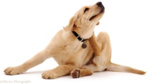 Cachorro coçando orelha. Otite é comum em cães