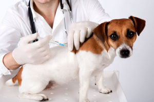 Agosto é mês de vacinar os pets