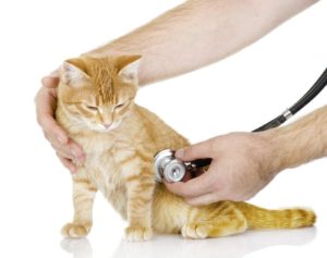 Principais doenças em gatos