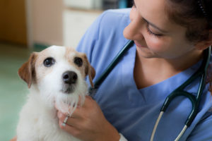 Cabify ajuda ong de cachorros terapeutas