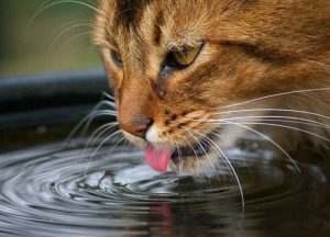 por que o gato não bebe água