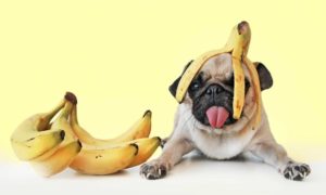 pets podem comer frutas
