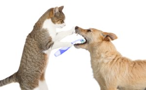 escovação de dentes dos cachorros e gatos é importante para a saúde dos animais