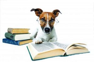 como ter cachorro mais obediente