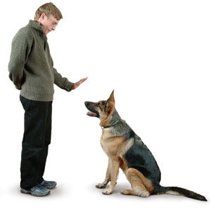 como treinar cachorro em casa