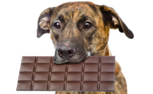 Chocolate é tóxico para cachorros e gatos