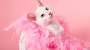 câncer de mama também acomete cachorros e gatos